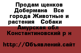 Продам щенков Добермана - Все города Животные и растения » Собаки   . Амурская обл.,Константиновский р-н